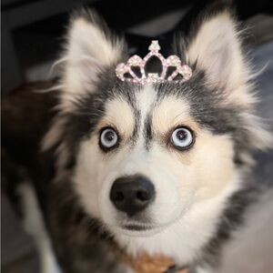 1 Elegant Silver dog Hair Tiaras